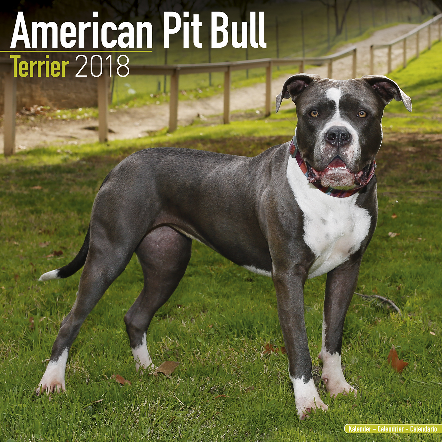 american-staffordshire-terrier-calendar-2021-american-staffordshire