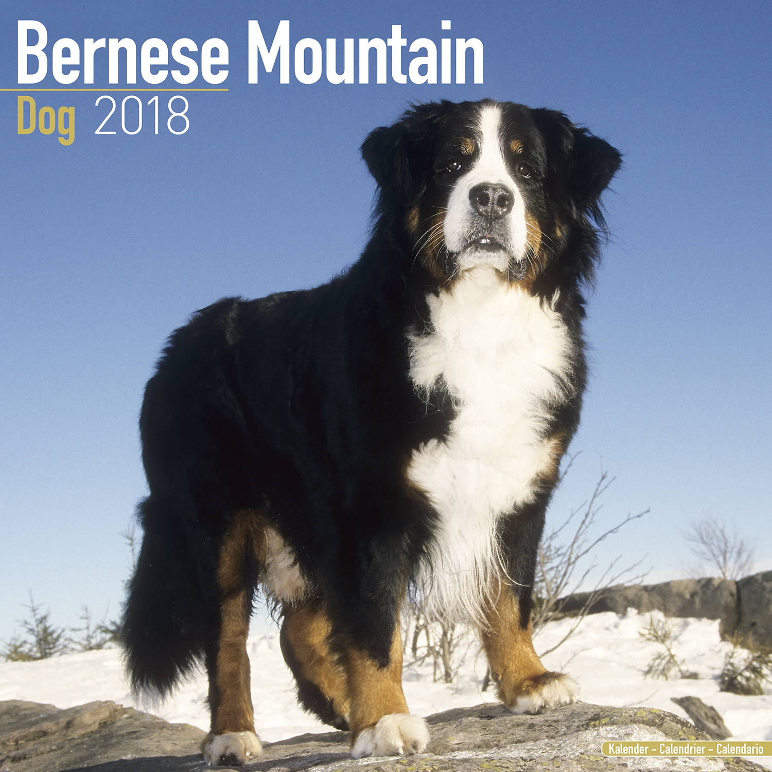 Bernese Mountain Dog Calendar 2018 Pet Prints Inc Bernese Mountain Dog Calendar 2018 Pet Prints Inc