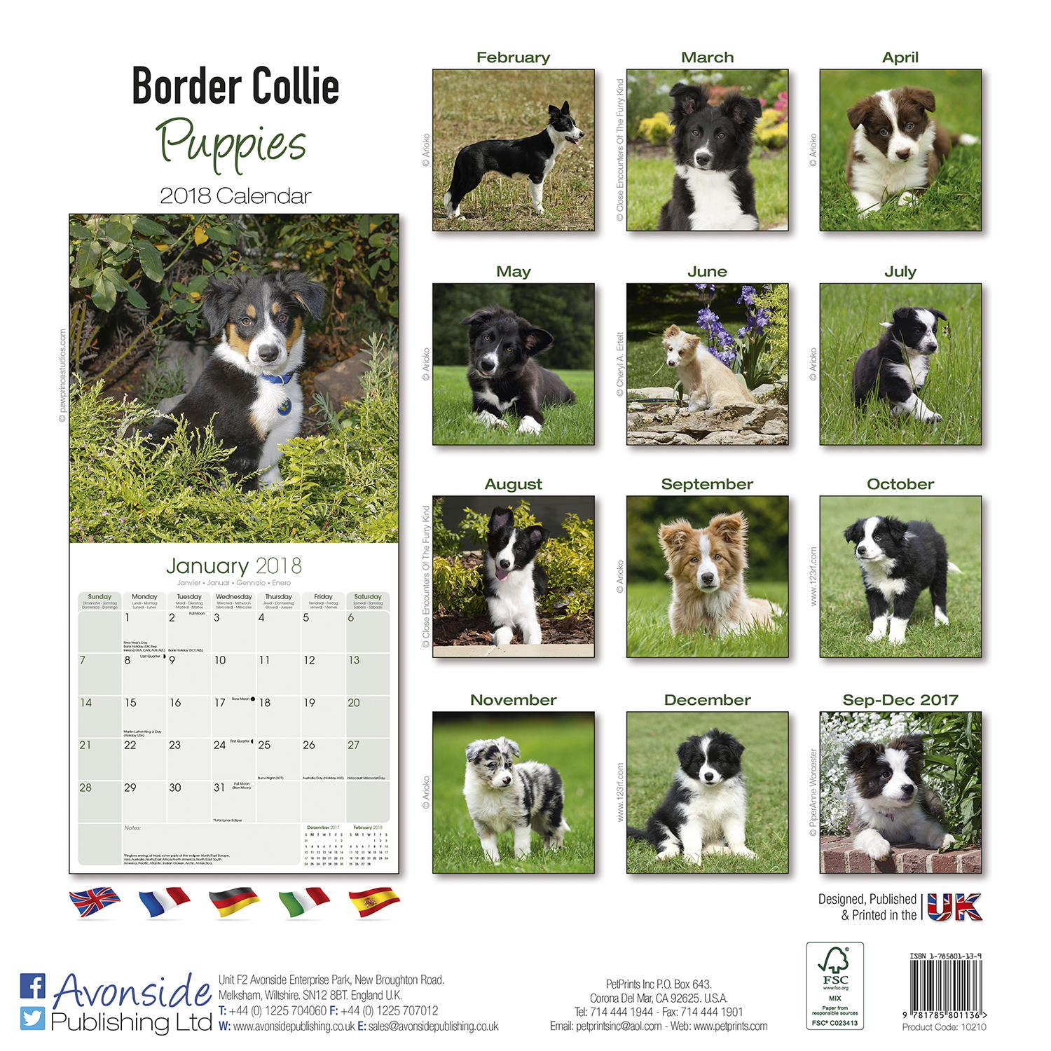 Border Collie Puppies Calendar 2018 10210 18 Border Collie