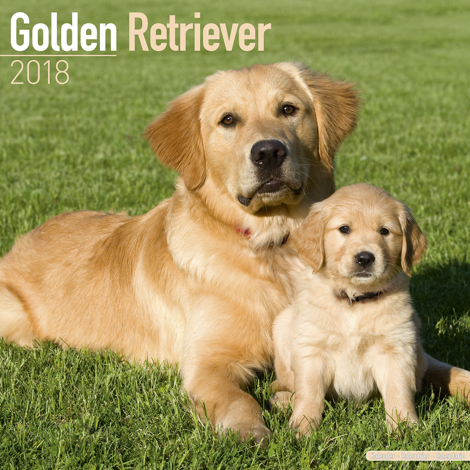 golden-retriever-calendar-2018-10041-18-golden-retriever-dog-breed
