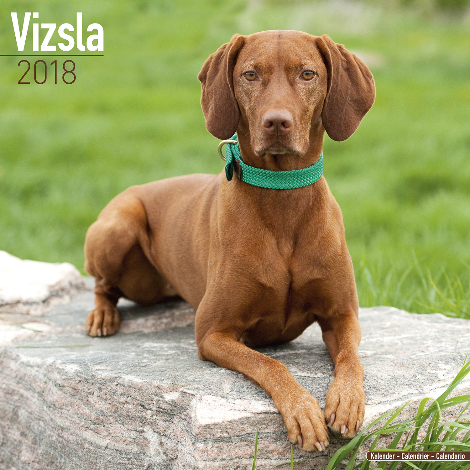 Vizsla Calendar 2018 10090-18 | Vizsla | Dog Breeds